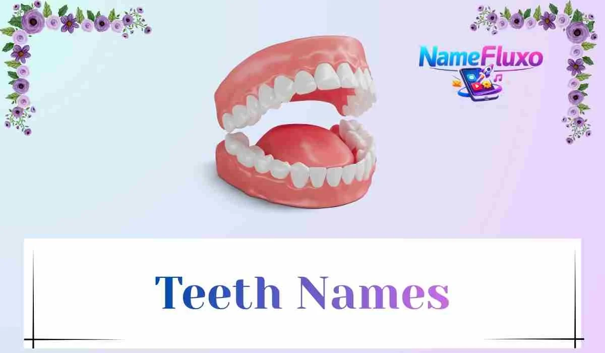 Teeth Names